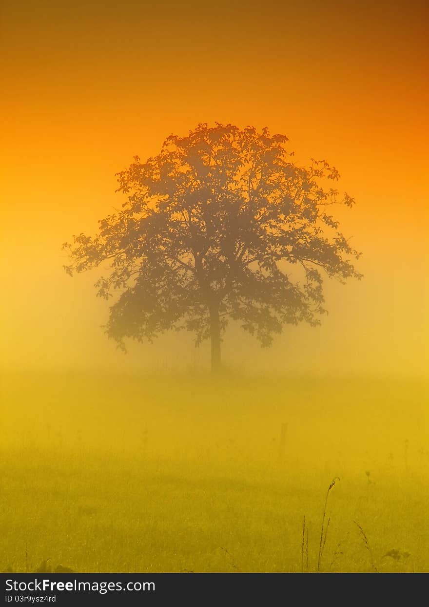 Tree in the morning