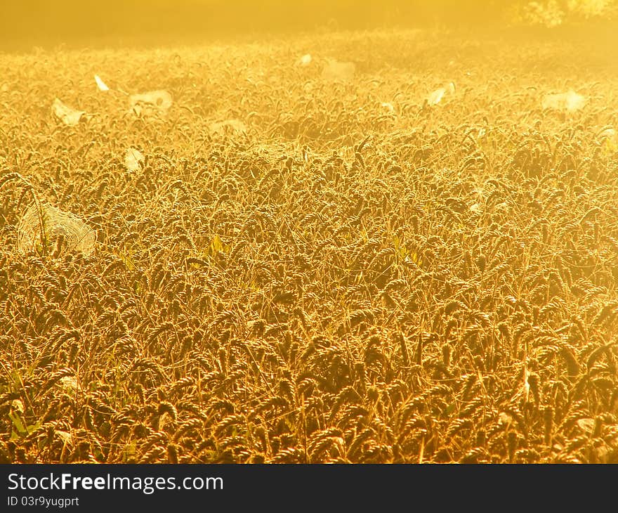 Cobwebs in the golden wheat