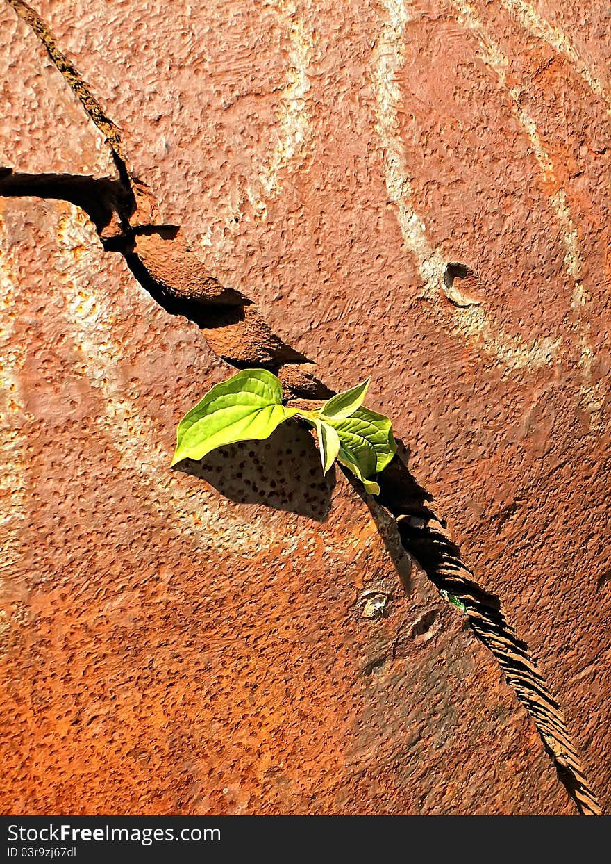 Plant and metal