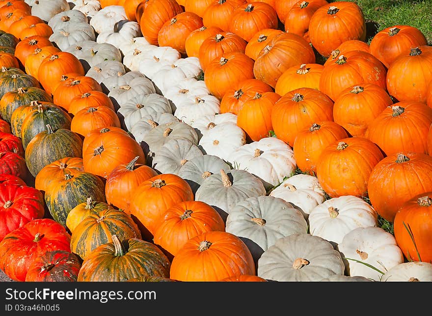 Colorful Pumpkins