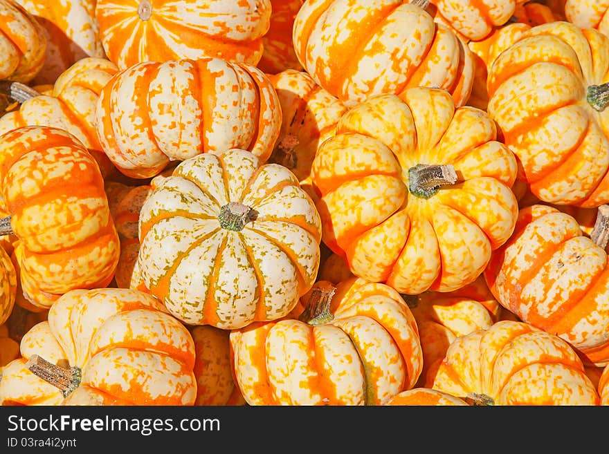 Colorful pumpkins collection on the autumn market