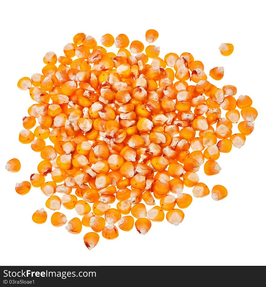 Corn Seeds.