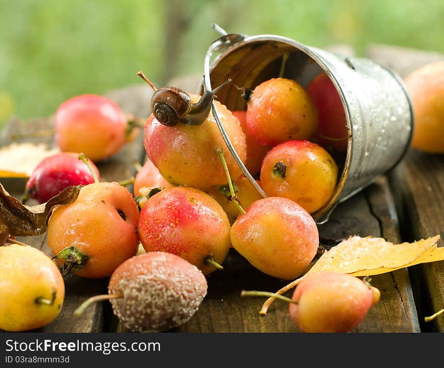 Fresh ripe apple in bucket with snail. Selective focus