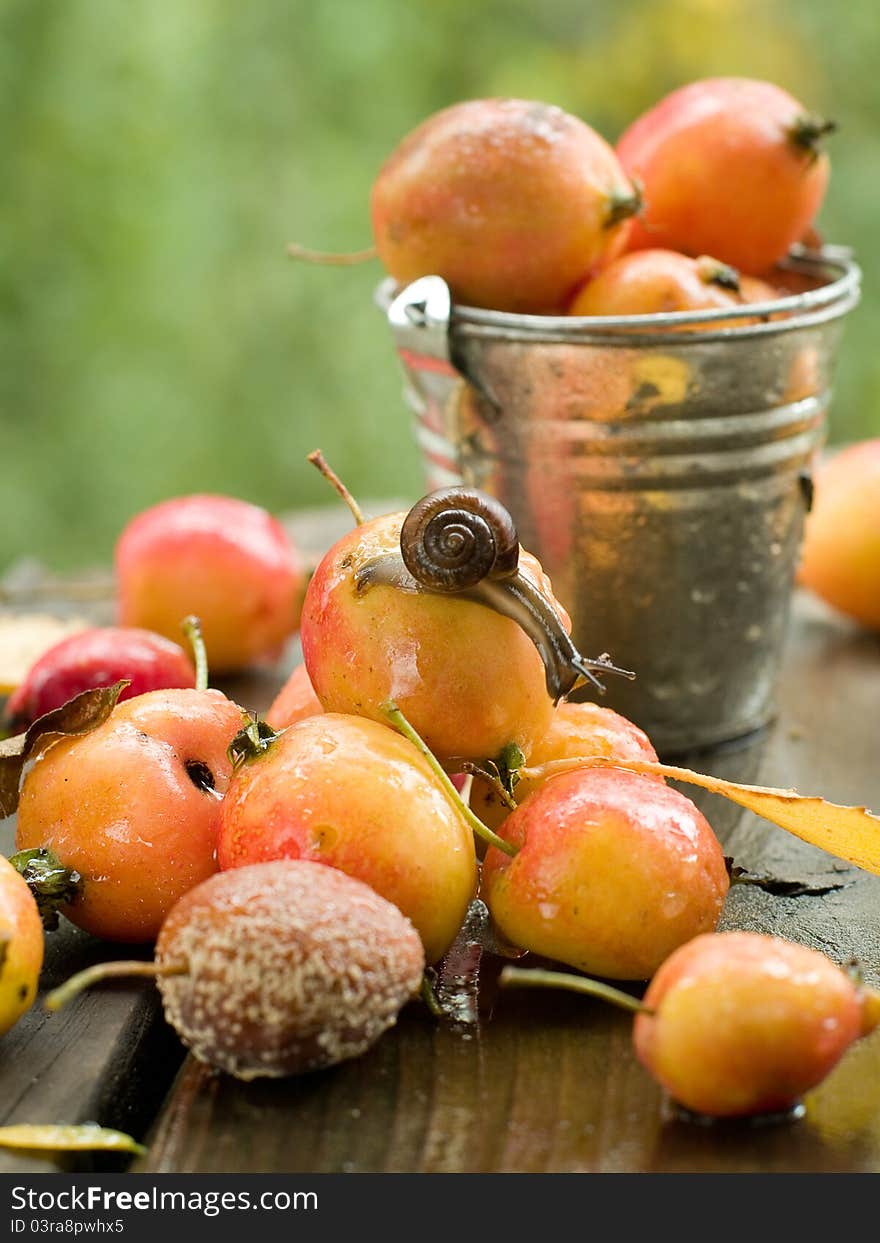 Fresh ripe apple in bucket with snail. Selective focus