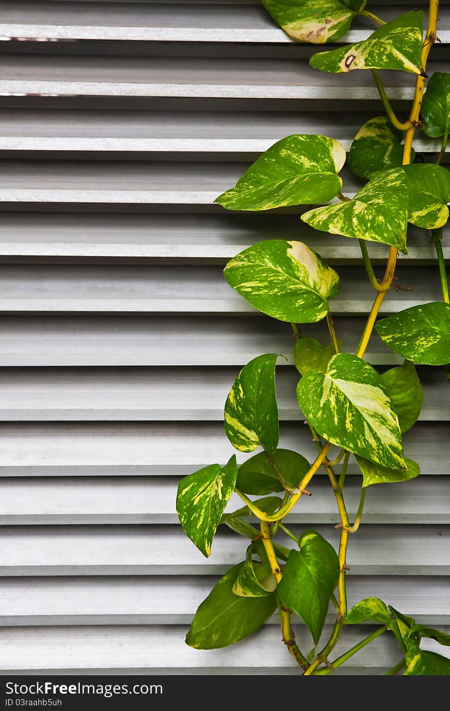 Green plant leaf climb on stainless fin. Green plant leaf climb on stainless fin