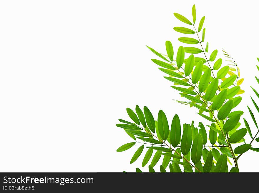 Green leaf isolate on white background