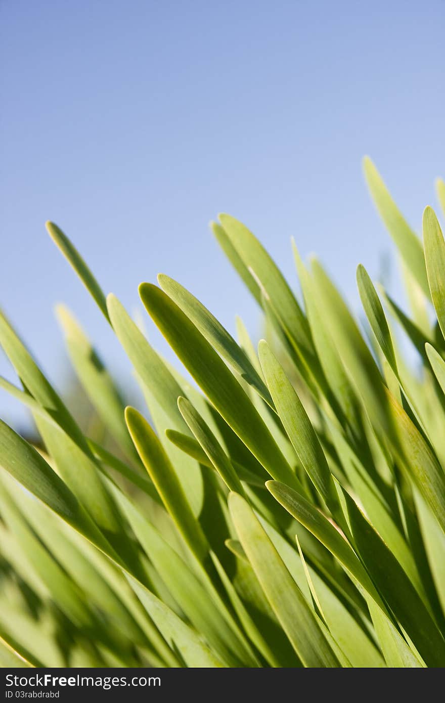 Green grass against the blue sky