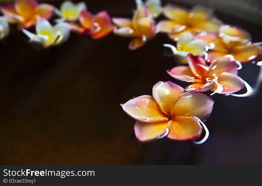 Frangipani flower in water bowl, can be used for spa concept