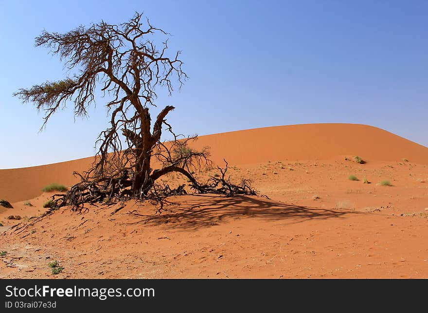 Sossusvlei sand dunes landscape in Nanib desert