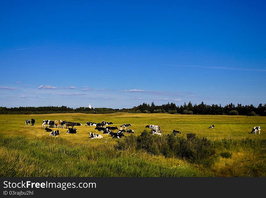 Cows in the marsh by the North Sea