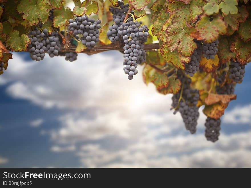 Beautiful Lush Grape Vine In The Morning Sun with Room for Your Own Text. Beautiful Lush Grape Vine In The Morning Sun with Room for Your Own Text.