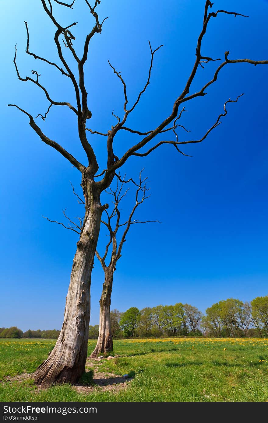 Dead trees in a dandelion flower field in bloom. Dead trees in a dandelion flower field in bloom