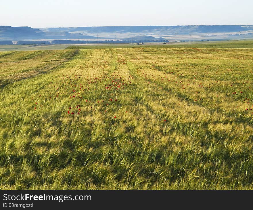 Cereal fields in Palencia, Spain. Cereal fields in Palencia, Spain