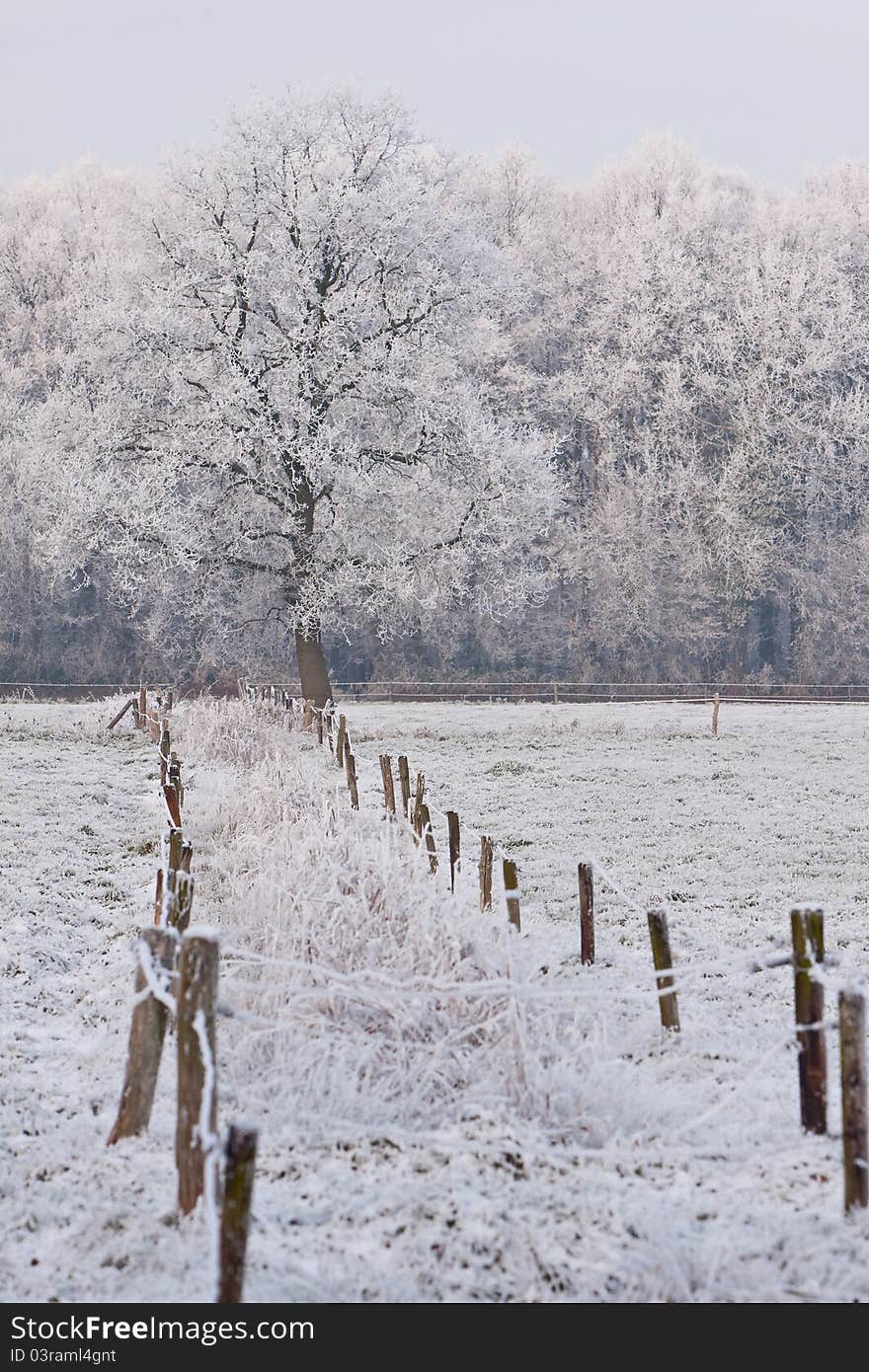 Trees In A White Winter Landscape