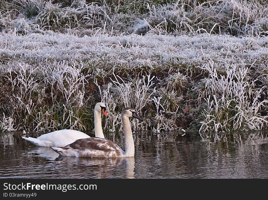 Swans in a white winter landscape