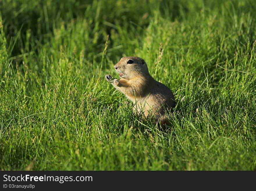 A gopher calling out in the middle of a meal. A gopher calling out in the middle of a meal