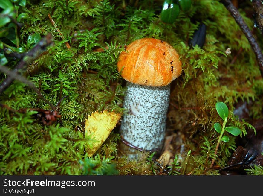 Orange-cap boletus mushroom in moss