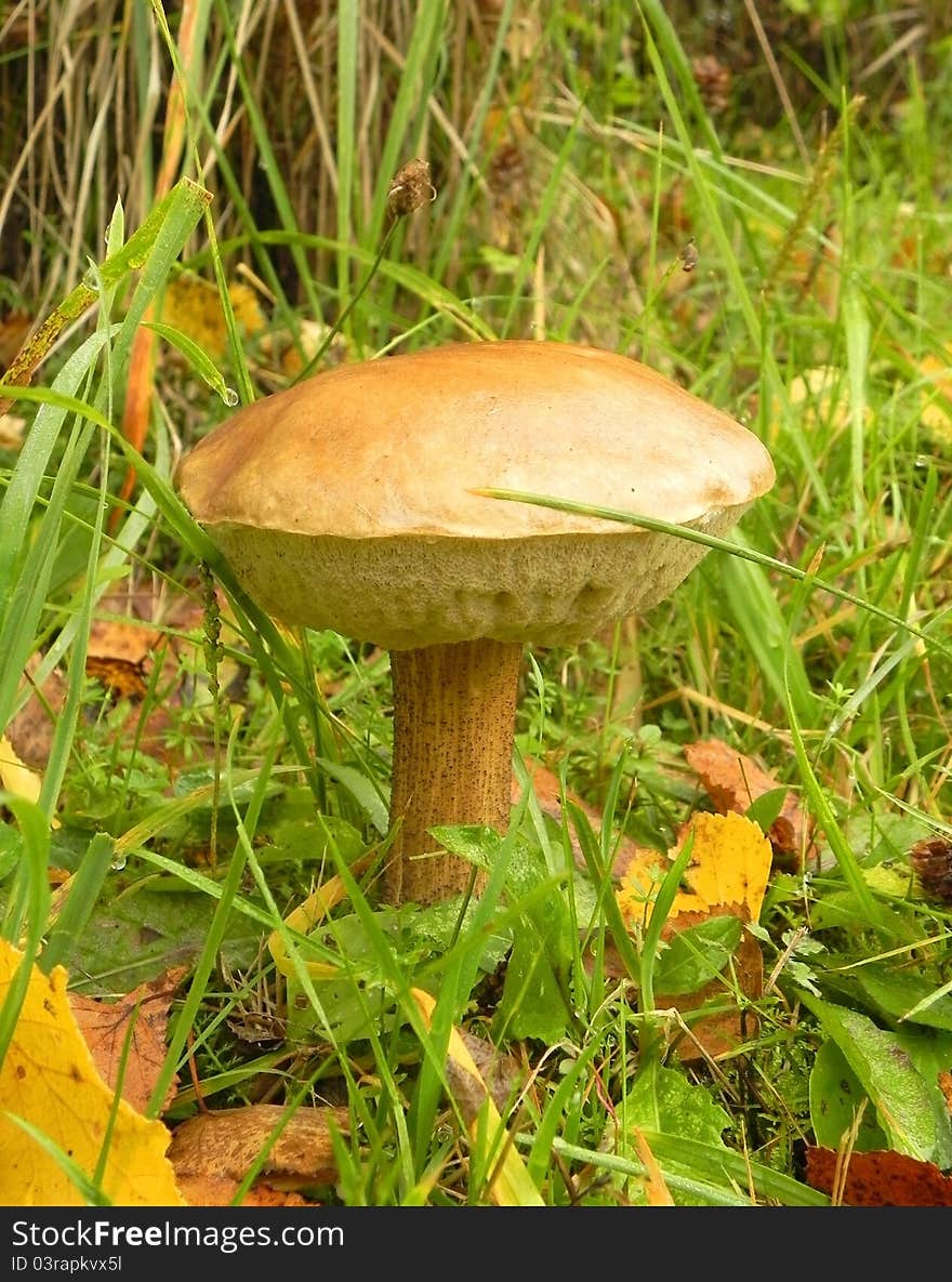 Boletus in the woods.