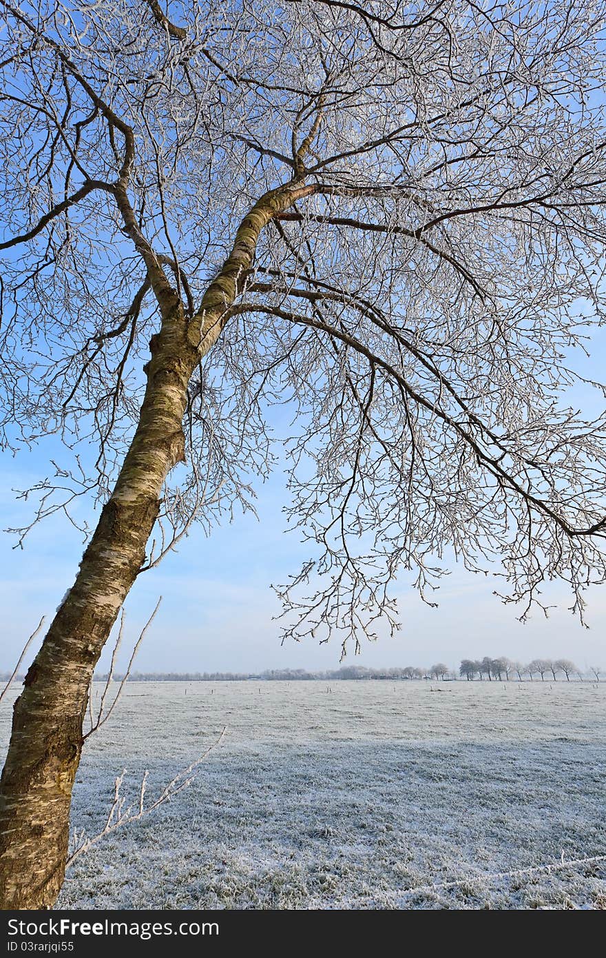 Tree in a cold white winter landscape