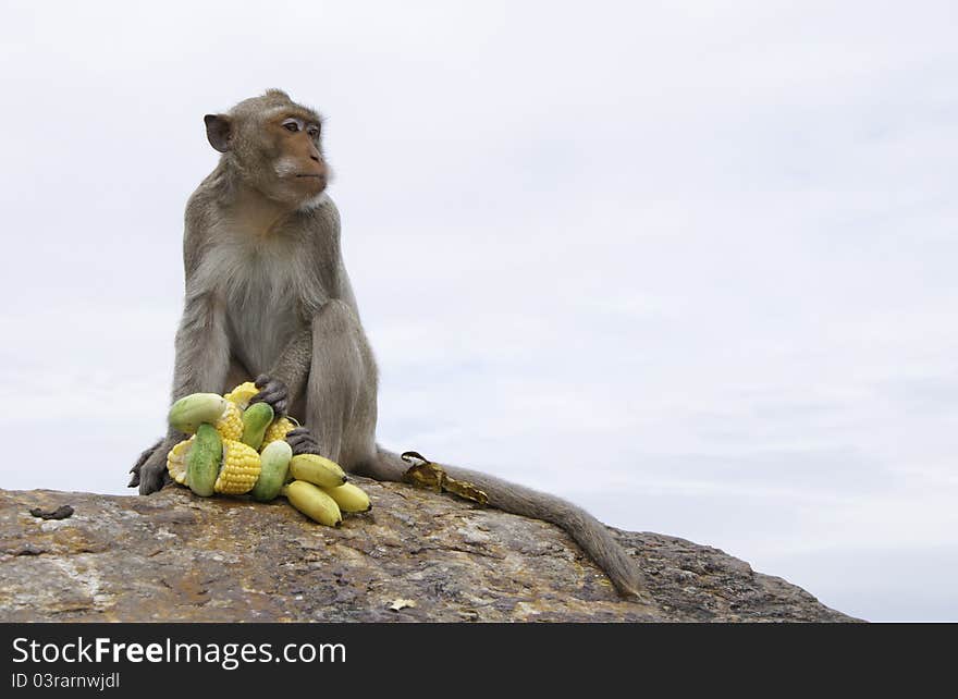 Thai monkey in chonburi moutain , Thailand