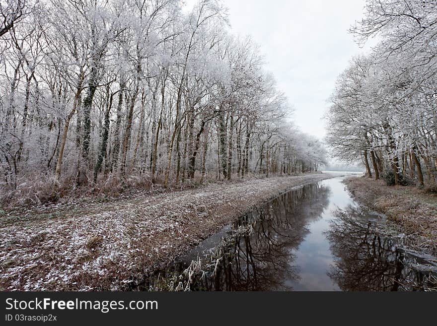 Trees in a cold white winter landscape