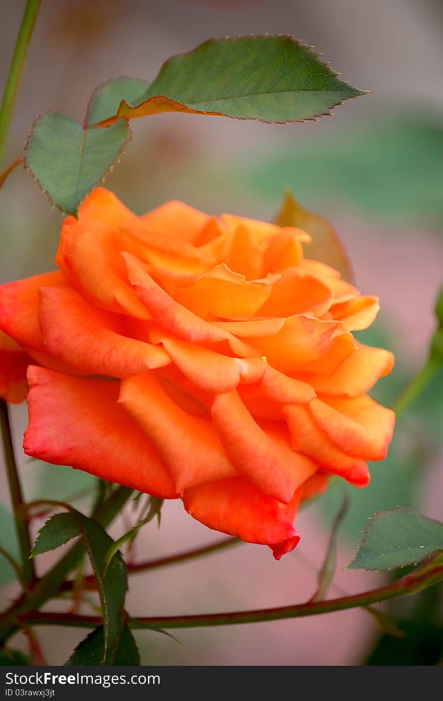 A beautiful orange rose in full bloom in the garden. A beautiful orange rose in full bloom in the garden