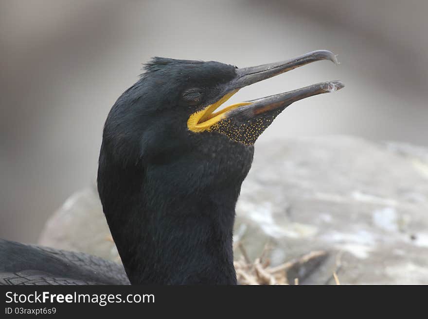 Shag close-up (Phalacrocorax aristotelis)