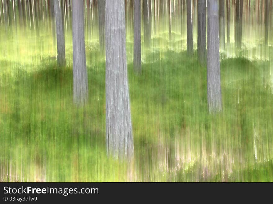 Abstract shot of pine trees in Caledonian Pine Forest, Cairngorms, Scotland, created by moving camera during exposure. Abstract shot of pine trees in Caledonian Pine Forest, Cairngorms, Scotland, created by moving camera during exposure