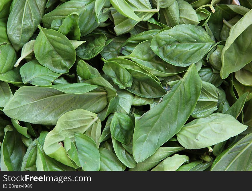 Basil Leaves