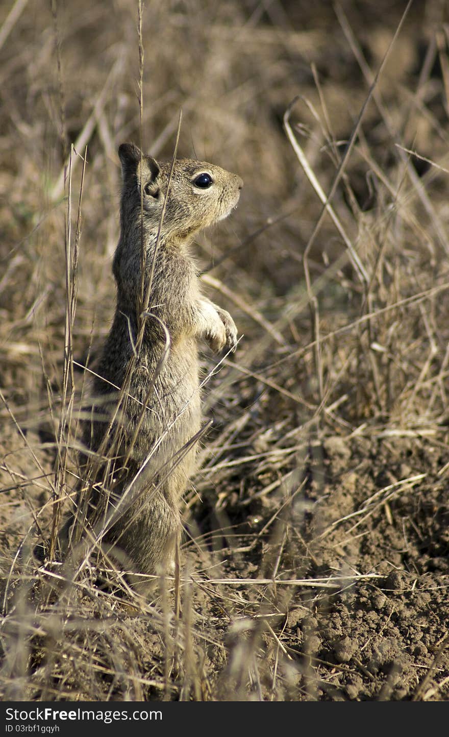 (Sciuridae) Cute Squirrel standing on hind legs. Photo taken at Bolsa Chica Wetlands Ecological Reserve in Huntington Beach, California