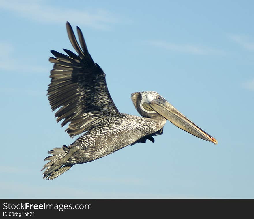 Brown Pelican In Flight