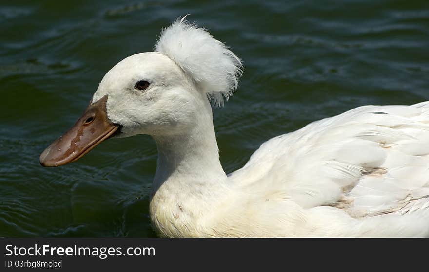 White Crested Duck