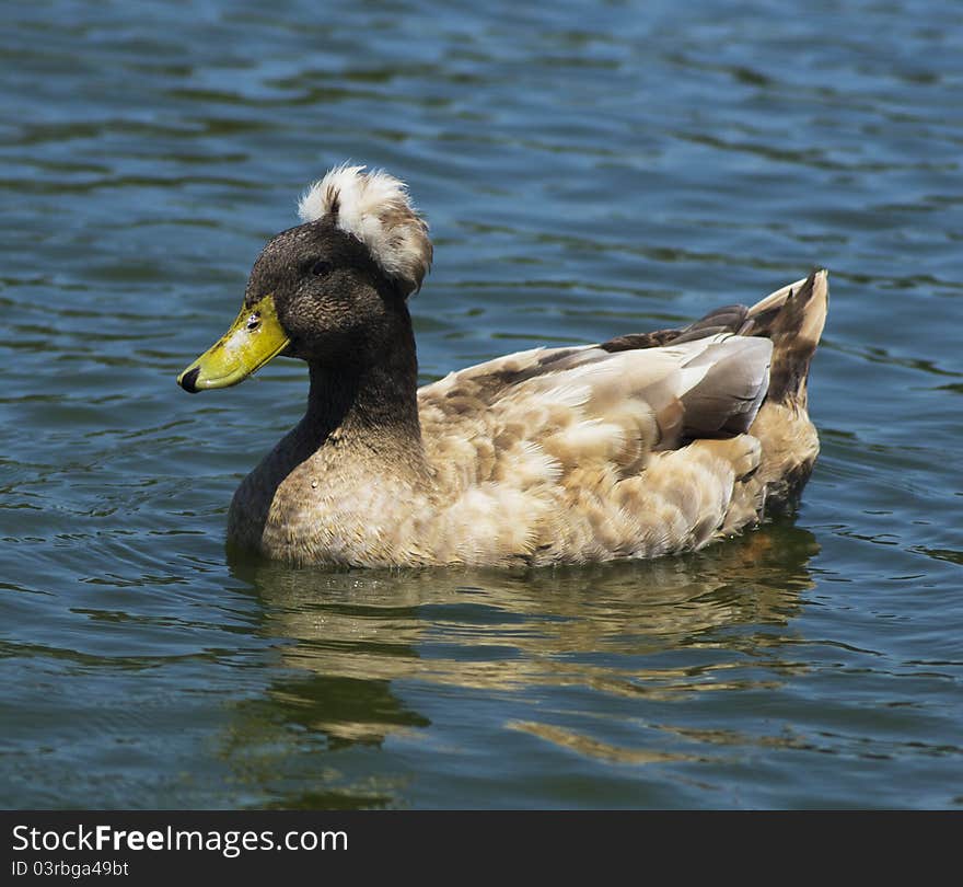 Brown Crested Duck