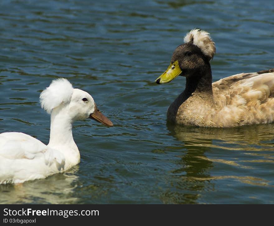 Two Crested Ducks