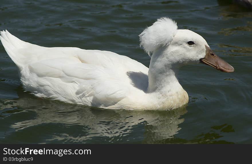 White Ducks