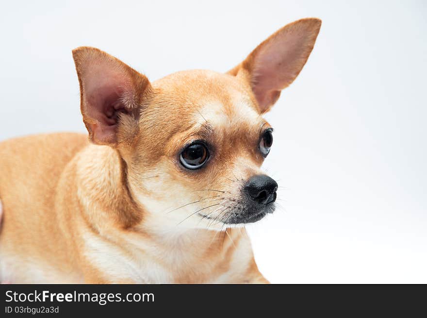 Cute Chihuahua dog, isolated on white background