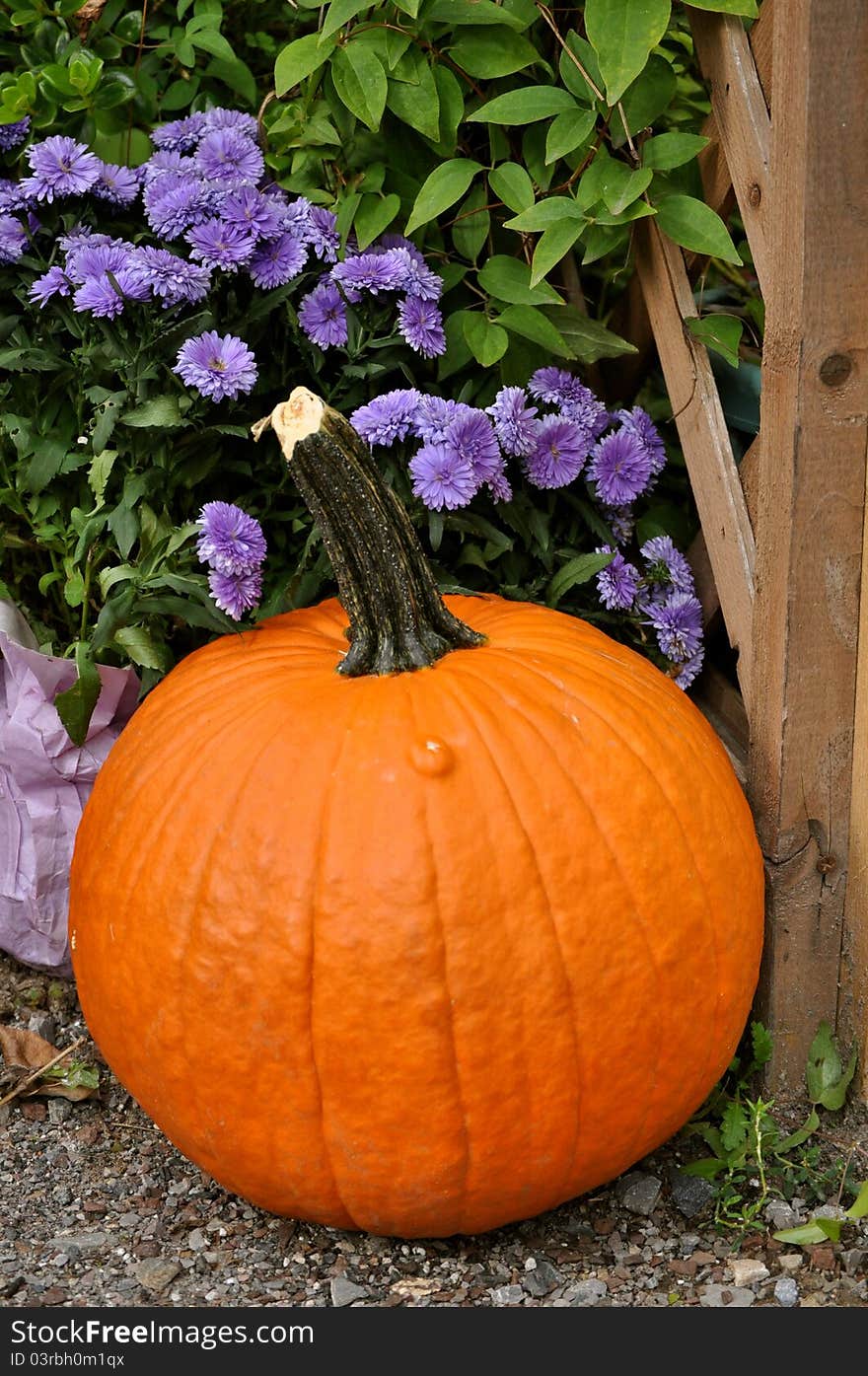 Large Pumpkin With Purple Mums