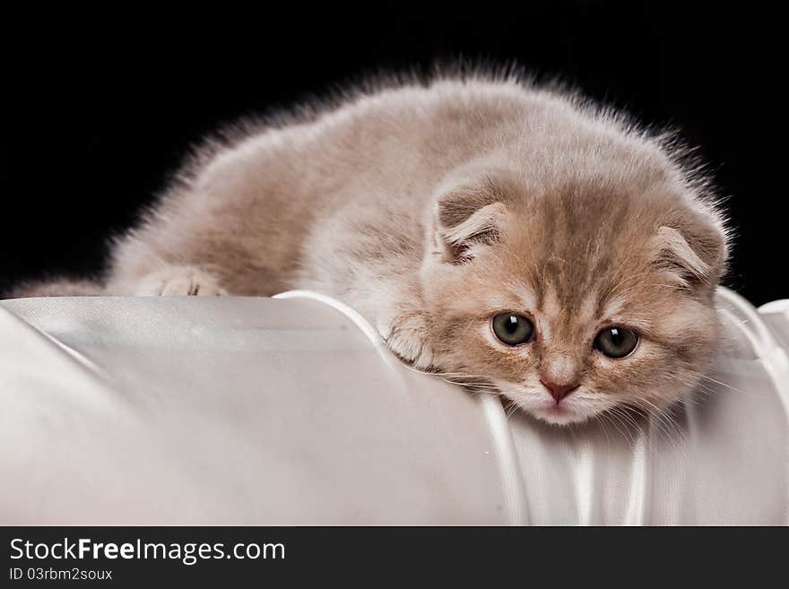 Kitten closeup