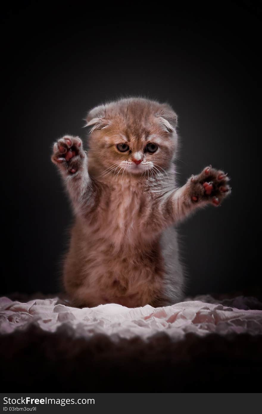 Kitten closeup on dark background