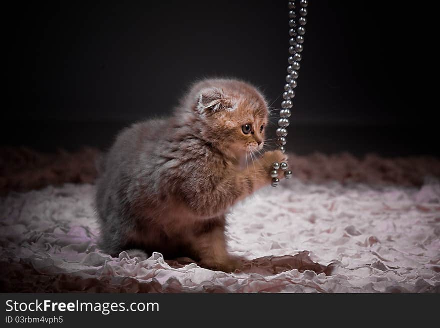 Kitten playing with beads