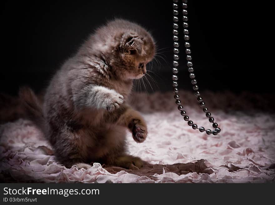 Kitten playing with beads