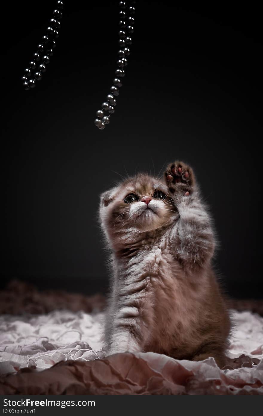 Kitten Playing With Beads