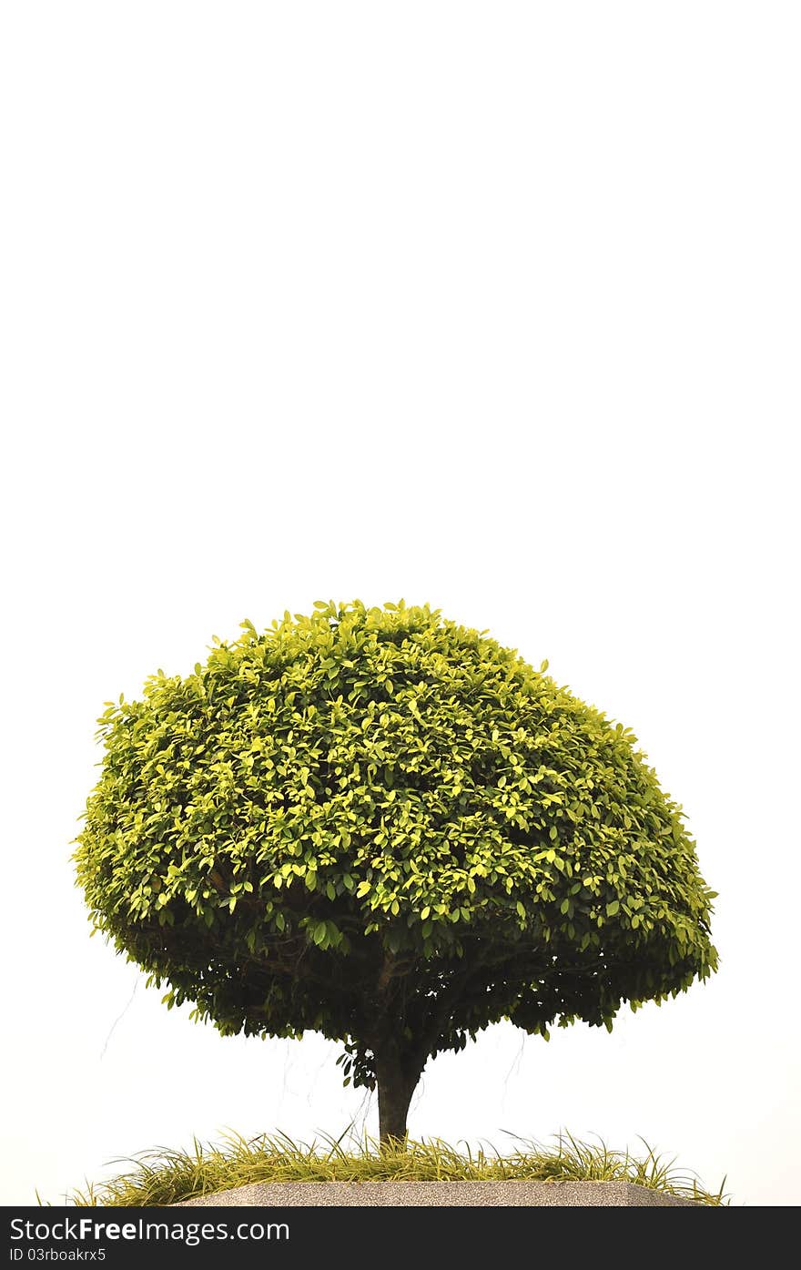 Tree isolated on white background