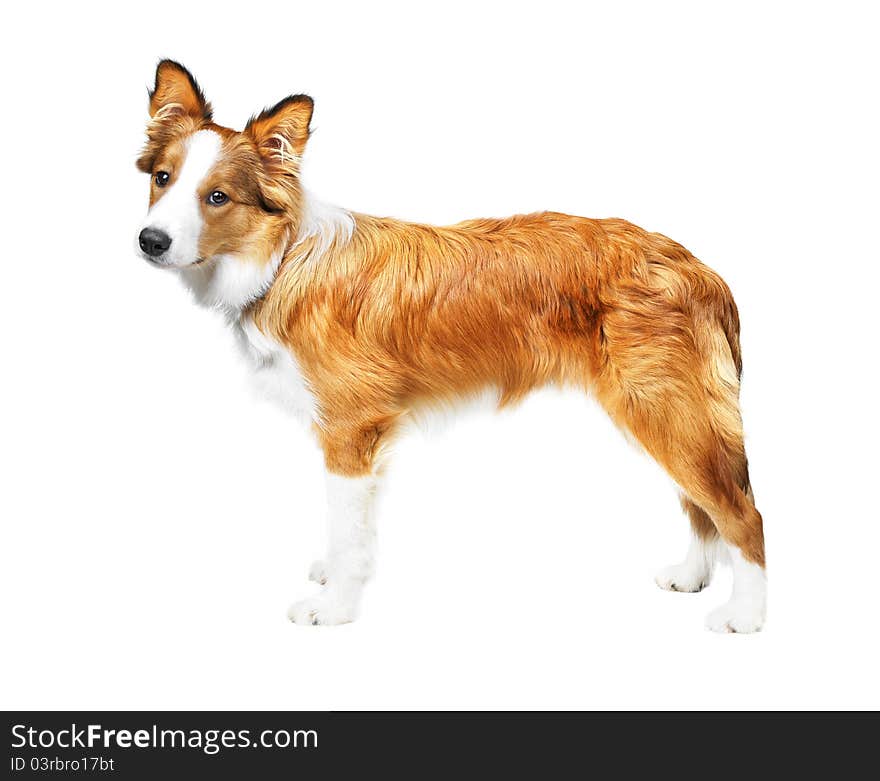 Border collie puppy isolated on white background