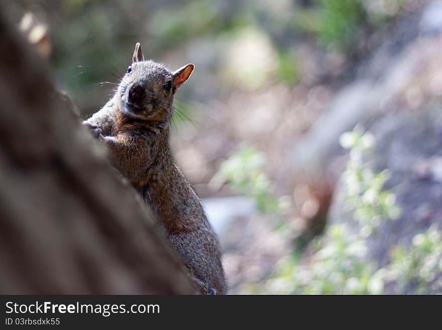 Squirrel Running Through The Woods