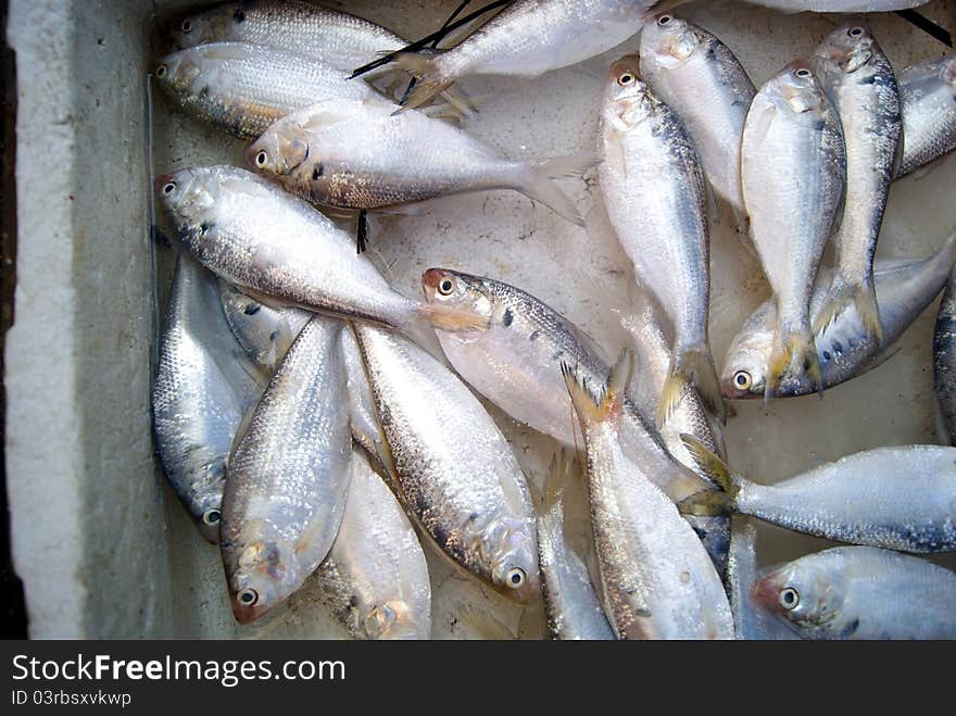 Marine fish, marine fish from the sea salvage back, very fresh; now lying in the market, waiting for people to purchase. Fish, is that people particularly like to eat marine life.