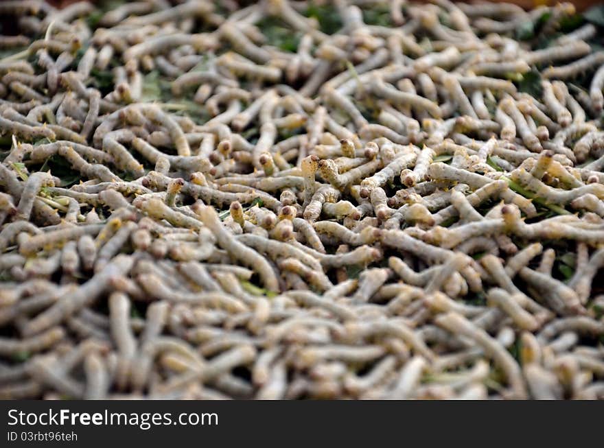 Silkworms close up on a mulberry leaf