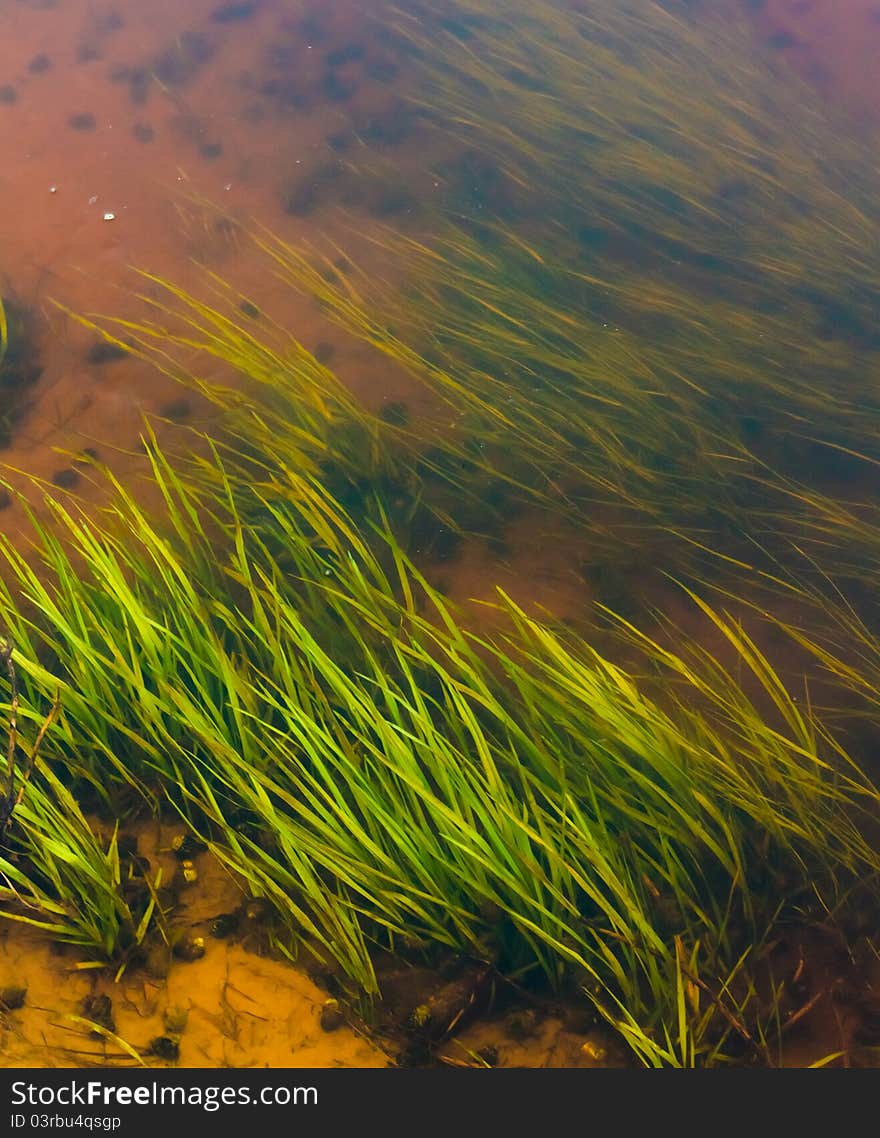 Alga under water for Cosmetics. Alga under water for Cosmetics