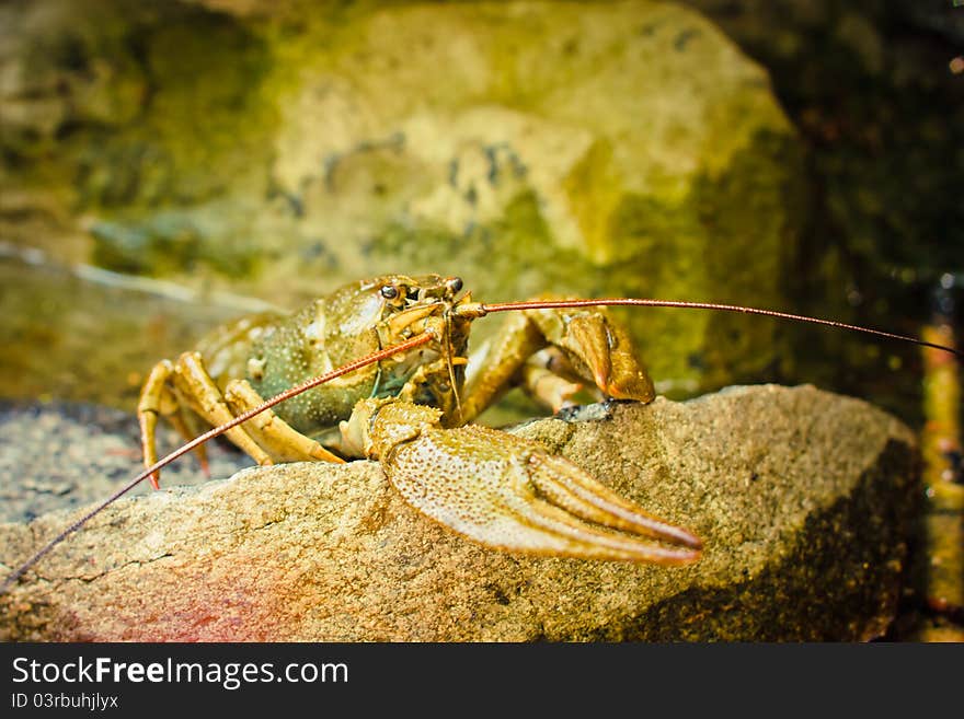 The crawfish on a stone near the river.