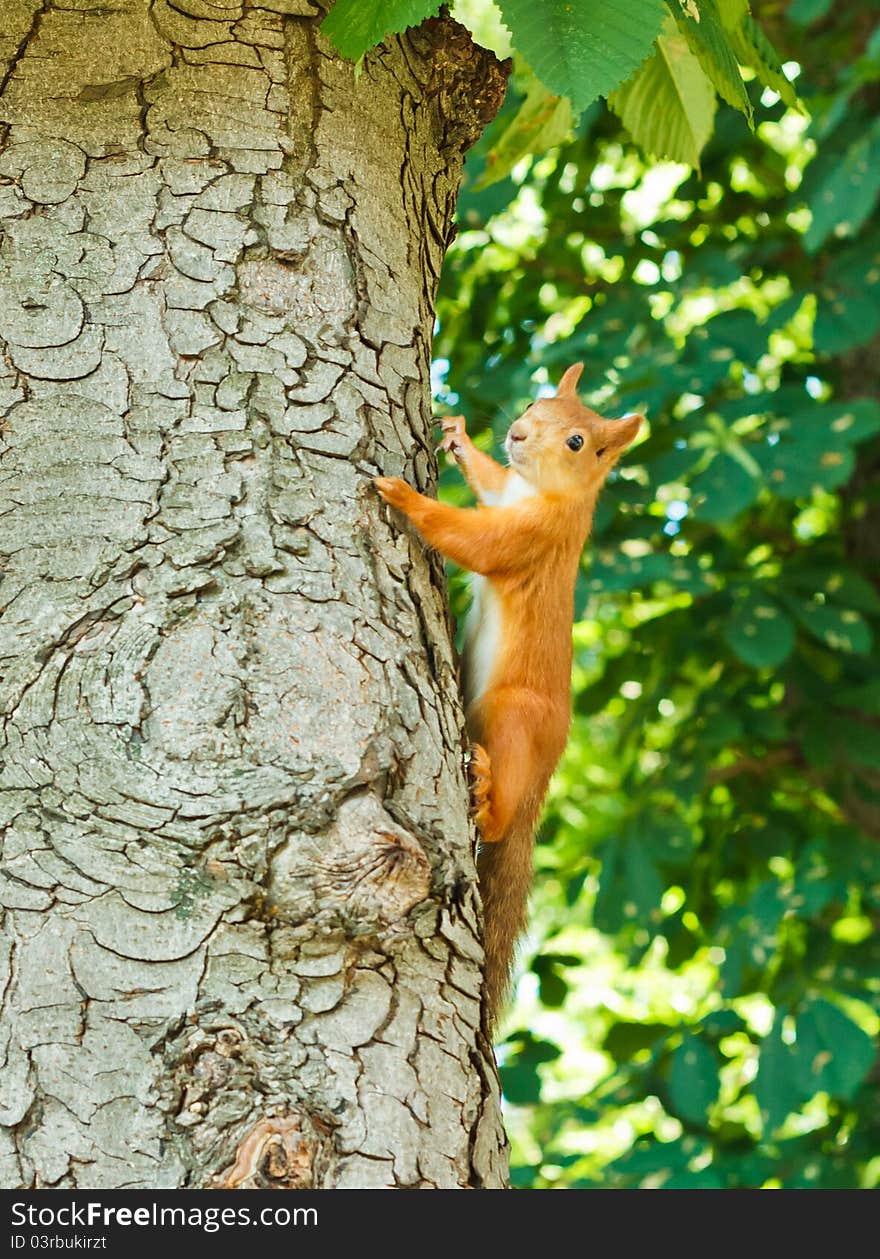 Red Squirrel (Sciurus vulgaris) on the tree. Red Squirrel (Sciurus vulgaris) on the tree